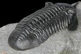 3" Morocconites Trilobite Fossil - Beautiful Detail - #130524-4